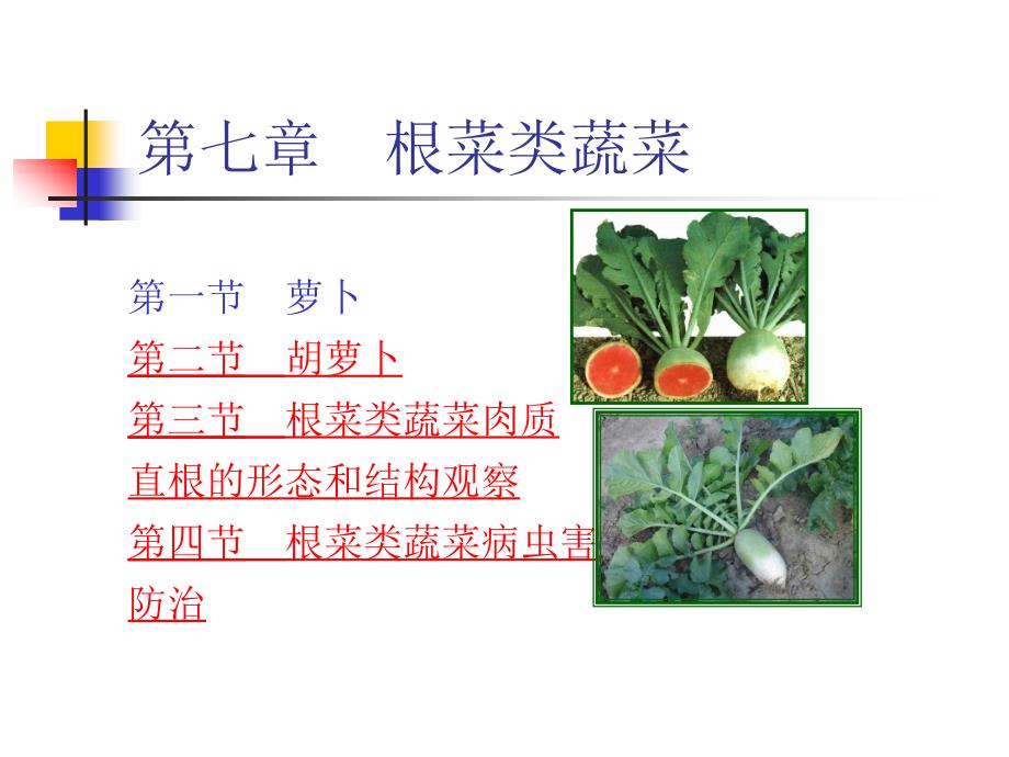 根菜类蔬菜种植技术_第2页