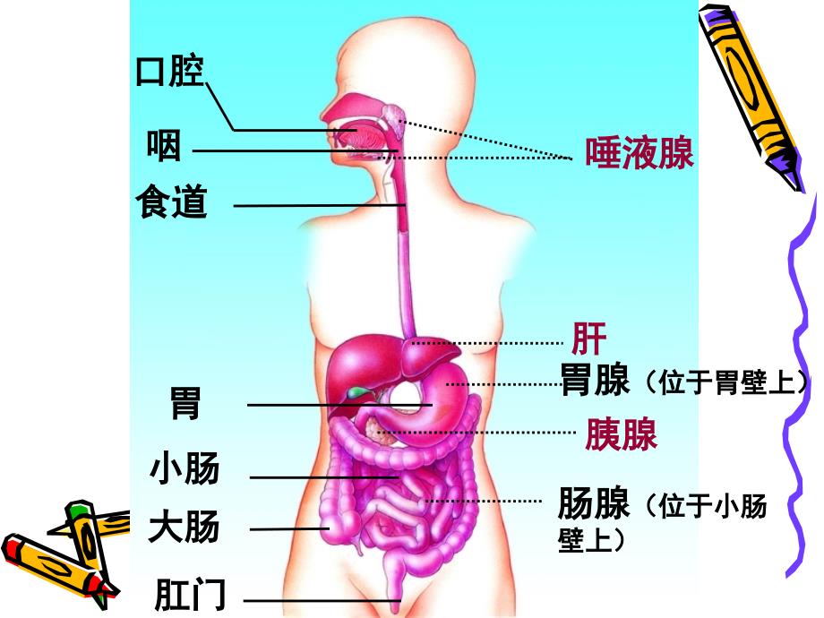 人体的消化与吸收_第4页